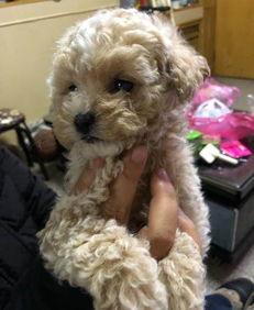 teddy最新动态爆料,独家爆料带你直击明星幕后生活